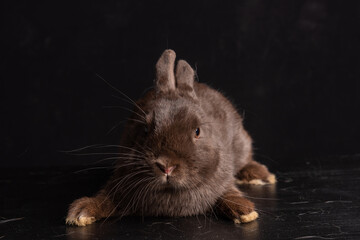 havana dwarf bunny rabbit tabby