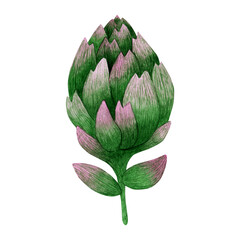 Watercolor succulent flower on a white background.