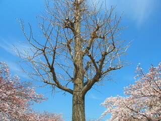 公園の満開の桜と銀杏の木と青空