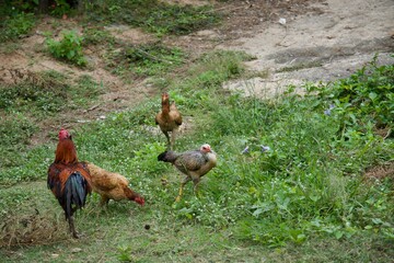 Chickens are feeding
