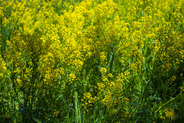 Meadow with yellow wildflowers on a sunny day. Flowers of spring. Mood heat summer in the countryside. Natural landscape