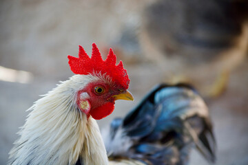 Bantam macro