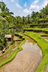 Naklejka premium Paysage de rizières en terrasse à Bali
