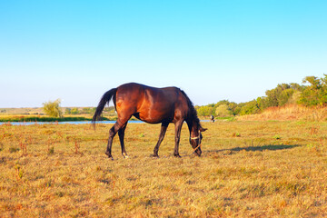 Fototapeta na wymiar brown horse grazing at summer meadow