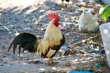 Bantam looking for food