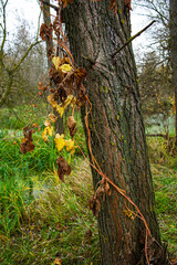 tree trunk entwined with wild hops in a marshland.