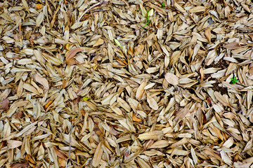 Dry leaves Fallen on the ground.Ideal for use in the design background images and insert text.