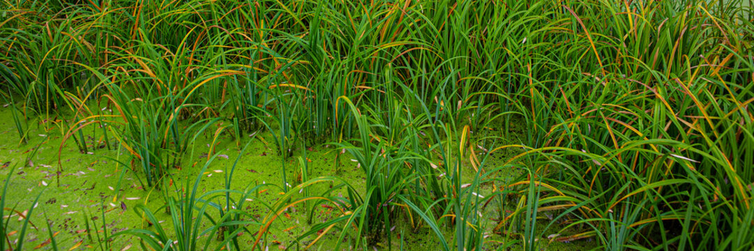 thickets of calamus plants in a marshland.