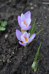 Obraz premium Small blue crocus flower on a background of soil. Early spring.