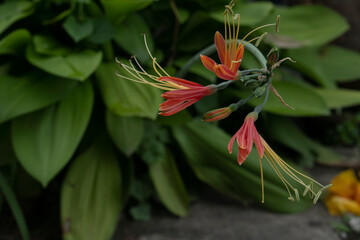 Amaryllidaceae or Queen lily red flower Scientific name Eucrosia bicolor. Holds a long curved bouquet and has green leaves in the background.
