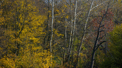 Trees in the forest covered with yellow foliage.