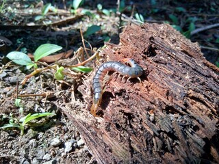 Close up centipede with a natural background