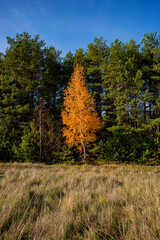 Fototapeta premium Yellow birch tree on a background of pine forest and dry grass in the meadow on a sunny day.
