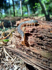 Close up centipede with a natural background