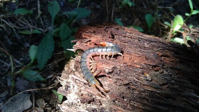 Close up centipede with a natural background