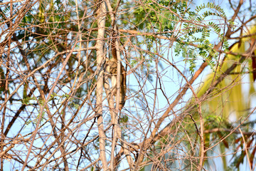 A treeshrew on the tree
