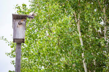 Starlings, a birdhouse and birch alley