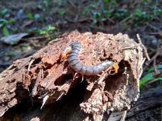 Close up centipede with a natural background