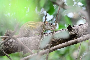 A treeshrew on the tree

