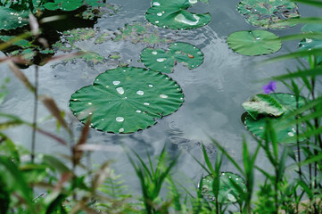 Lotus plants leaves with waterdrop in pond
