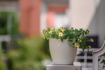 Balcony flowers.Garden flowers bunch on summer or autumn nature background, close up