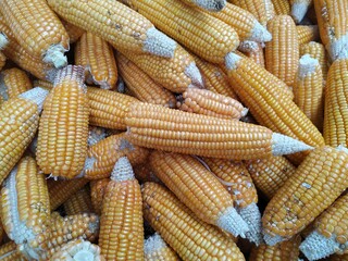 Fototapeta na wymiar Ripe yellow sweet corn cob on a close-up, border design panoramic stalks