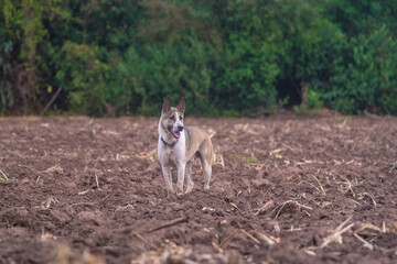 Mixed breed dog Alsatian,The dog is alert, looking away