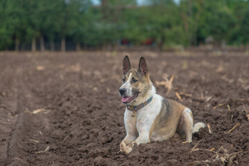 Mixed breed dog Alsatian,The dog is alert, looking away