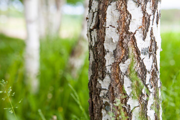 Birch close up in an alley and birches amongst other