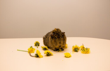 Cute brown guinea pig eat the dandelion flower