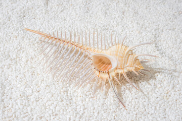 ホネガイ　bonefish summer image photo(（Venus comb)