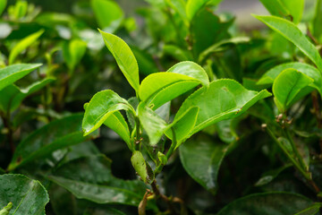close up of green tea leaves