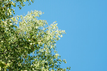 Spring Sun Shining Through Canopy Of Tall Tree. Sunlight In Deciduous Forest, Summer Nature, Sunny Day. Upper Branches Of Tree With Fresh Green Foliage.