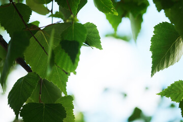 Fototapeta premium Spring Sun Shining Through Canopy Of Tall Tree. Sunlight In Deciduous Forest, Summer Nature, Sunny Day. Upper Branches Of Tree With Fresh Green Foliage.