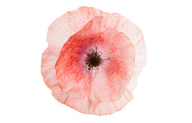 poppy flower isolated
