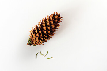 One Pinecone