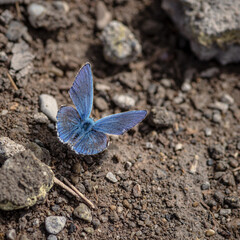 Lycaenidae butterfly (little blue butterfly) sitting on the groun in sunny summer day