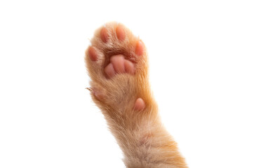 paw kitten isolated © ksena32