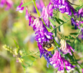 bumblebee on flower in macro