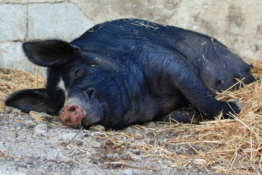black pig asleep. Campania, Caserta.