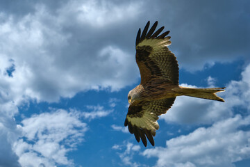 hawk eagle in flight against blue sky