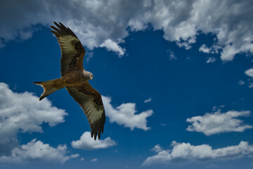 hawk eagle in flight against blue sky