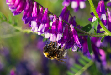 bumblebee on flower in macro