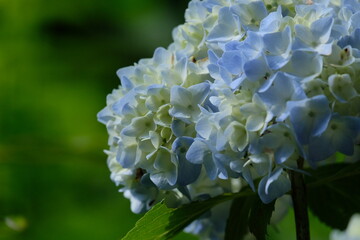 紫陽花のクローズアップ。green hydrangea in macro closeup, spring time Japan