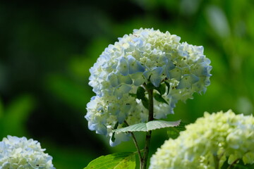 紫陽花のクローズアップ。green hydrangea in macro closeup, spring time Japan