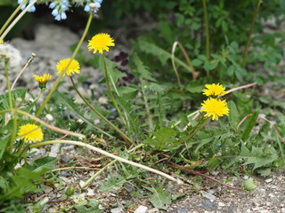 Useful herbs.Medicinal unpretentious dandelion grows along the road.