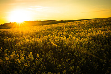 Obraz premium Sunset, Colorful field of blooming raps
