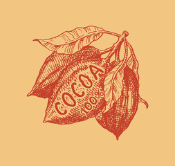 Cocoa fruit. Beans or Grains. Vintage badge or logo for t-shirts, typography, shop or signboards. Hand Drawn engraved sketch. Vector illustration.
