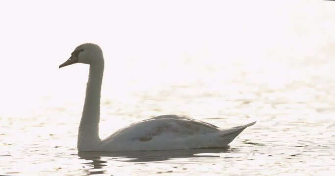  Biodiversity awareness protection, biodiversity of swans ecosystem, birds and wildlife ecology research. Swan on the lake largest flying birds, including the mute swan, trumpeter swan.