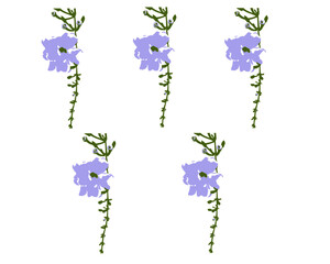 Purple trumpet flower vines on background.